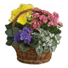 Plant Basket SOLD OUT (may 10-12)